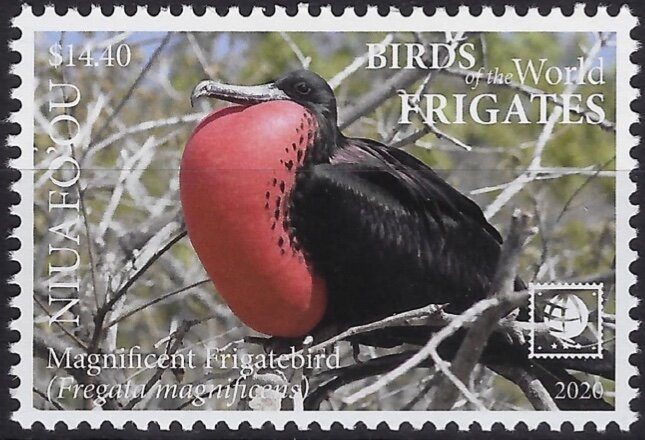 Magnificent Frigatebird (Fregata magnificens)