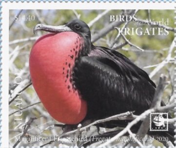 Magnificent Frigatebird (Fregata magnificens)