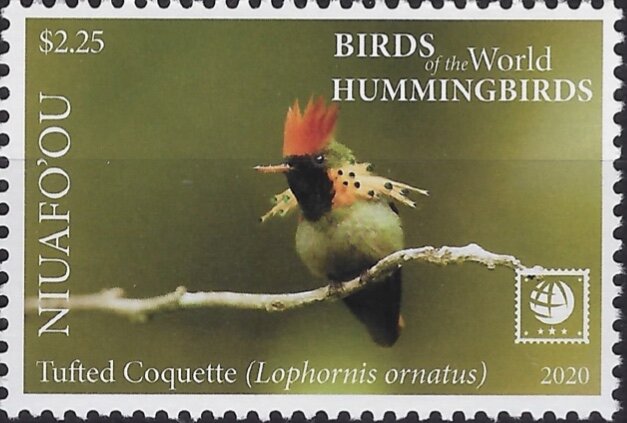 Tufted Coquette (Lophornis ornatus)