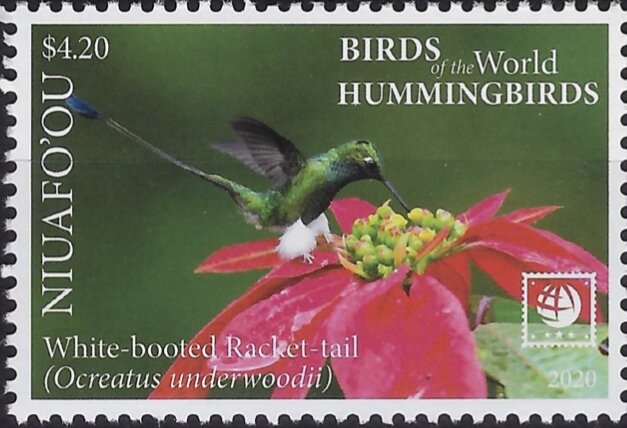 White-Booted Racket-Tail (Ocreatus underwoodii)