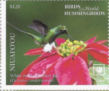White-Booted Racket-Tail (Ocreatus underwoodii)