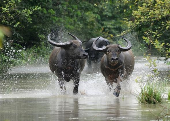Buffaloes