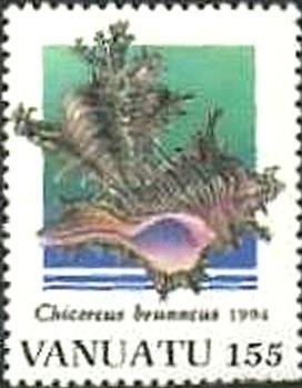 Adusta Murex (Chicoreus brunneus)