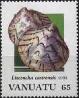 Zigzag Venus (Lioconcha castrensis)