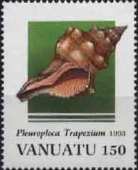Trapezium Horse Conch (Fasciolaria trapezium)
