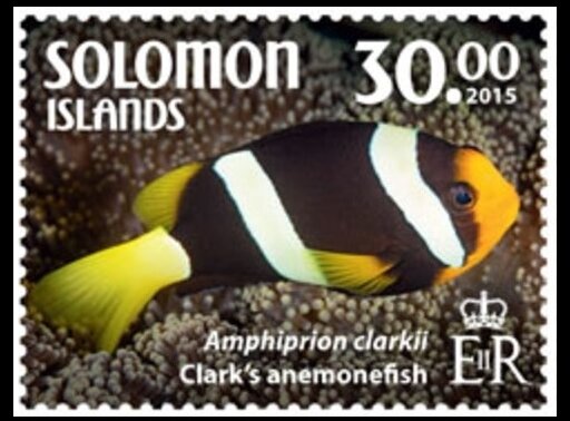Clark's Anemonefish (Amphiprion clarkii)
