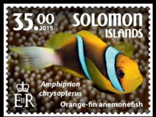 Orange Fin Anemonefish (Amphiprion chrysopterus)