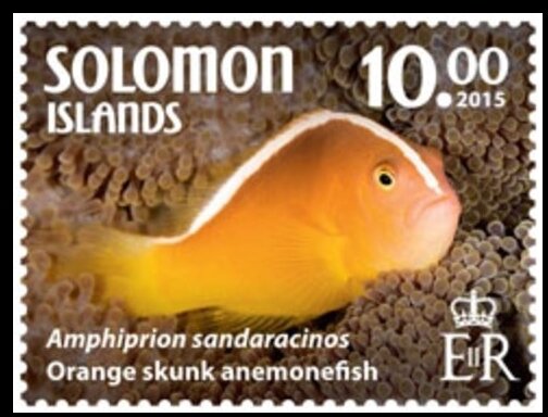 Orange Skunk Anemonefish (Amphiprion sandaracinos)