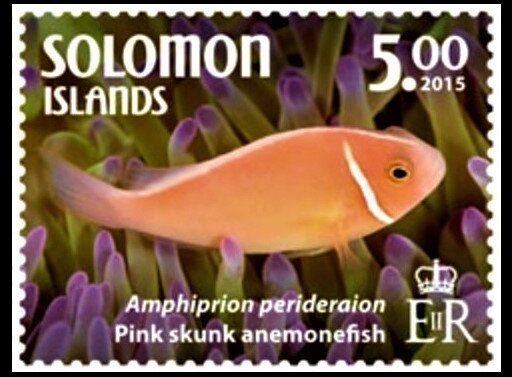 Pink Skunk Anemonenfish (Amphiprion perideraion)