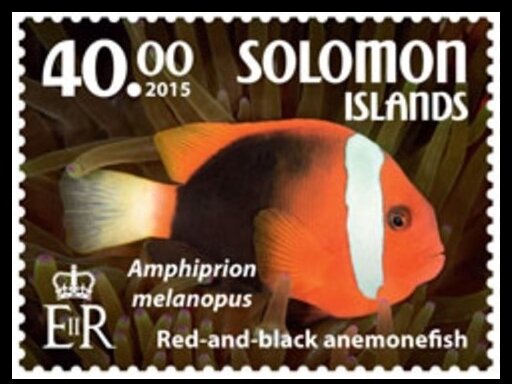 Red and Black Anemonefish (Amphiprion melanopus)