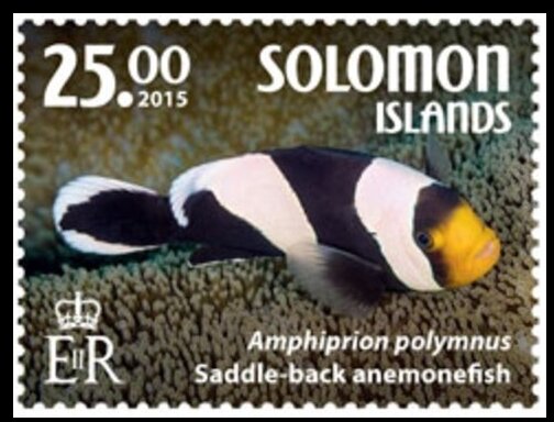 Saddle Back Anemonefish (Amphiprion polymnus)