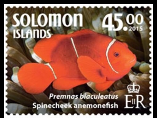 Spinecheek Anemonefish (Premnas biaculeatus)