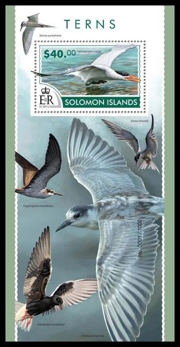 The Caspian Tern (Hydroprogne caspia)