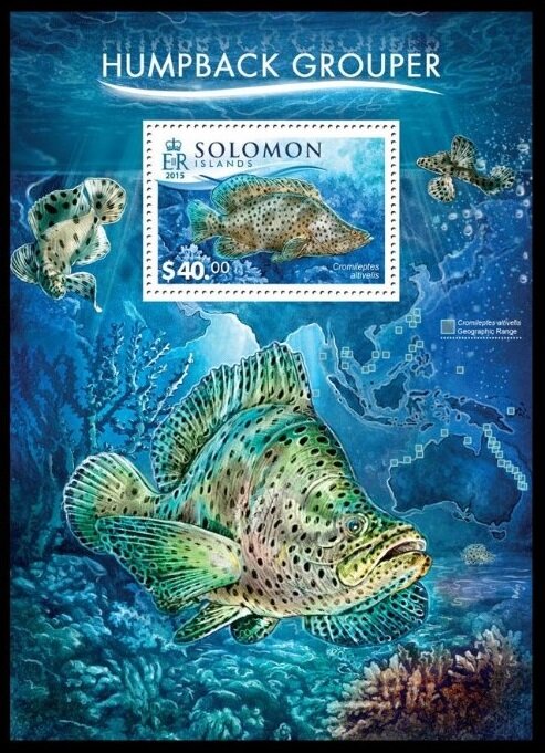 The Humpback Grouper (Cromileptes altivelis)