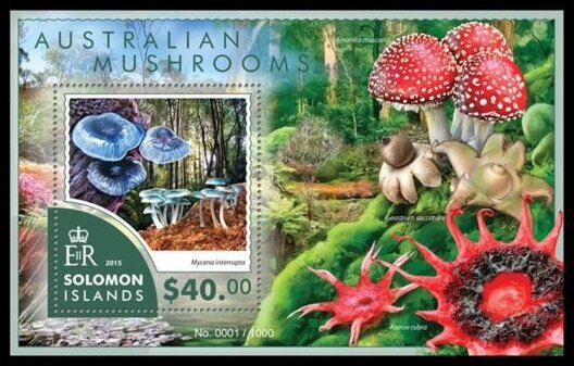 The Pixie's Parasol (Mycena interrupta)