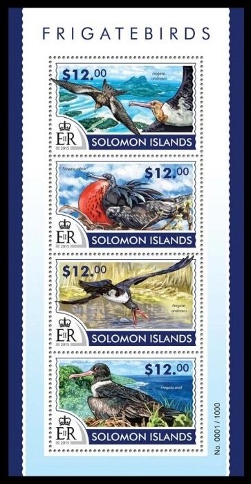 Various Frigatebirds