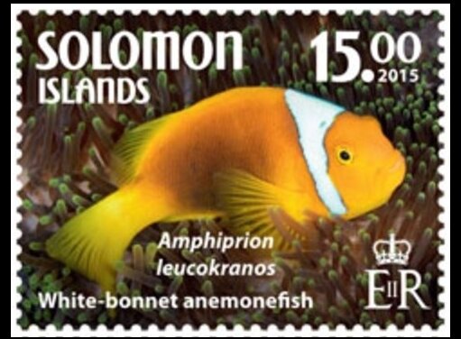 White Bonnet Anemonefish (Amphiprion leucokranos)