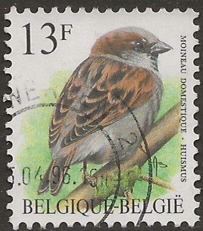 House Sparrow (Passer domesticus)