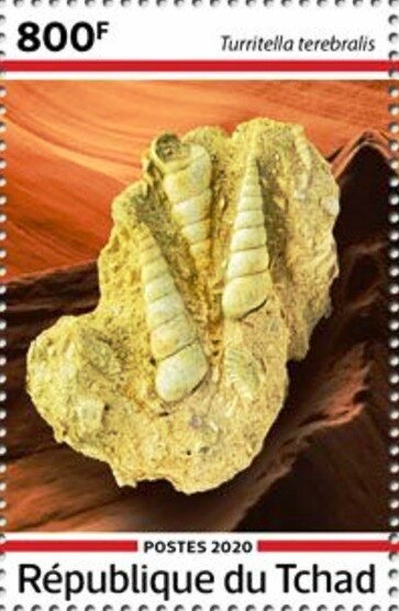 (Turritella terebralis