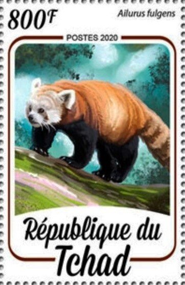 Ailurus fulgens