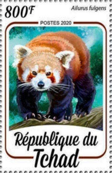 Ailurus fulgens