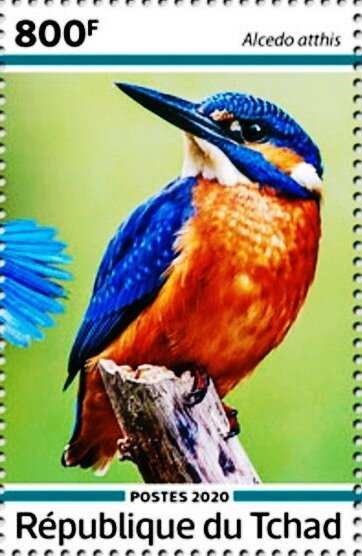 Alcedo atthis