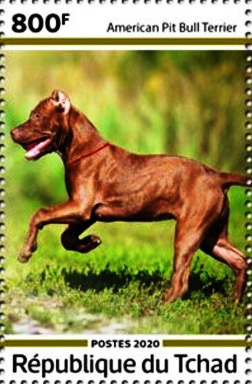 American Pit Bull Terrier