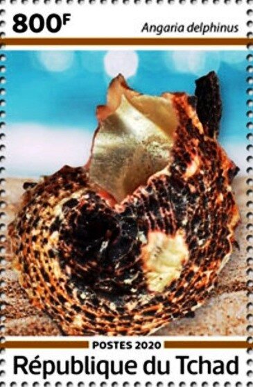 Angaria delphinus