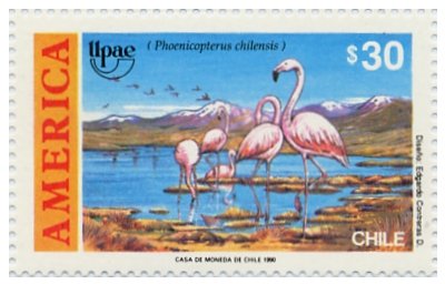 Chilean Flamingo (Phoenicopterus chilensis)