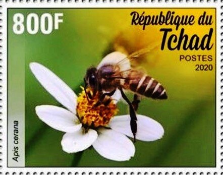 Apis cerana