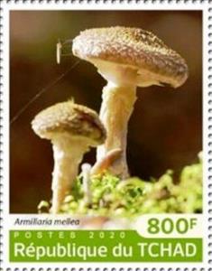 Stamp, Armillaria mellea, Chad,  , Mushrooms