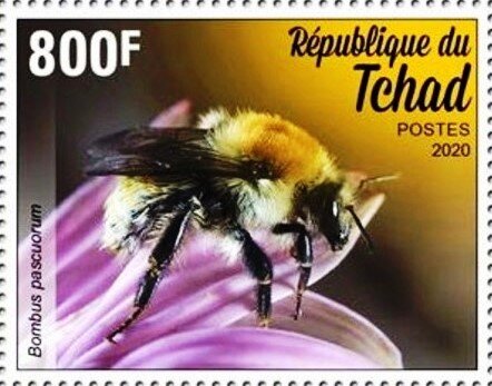 Bombus pascuorum