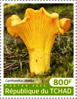 Cantharellus cibarius