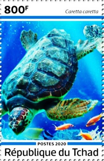 Caretta caretta