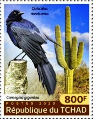 Carnegiea gigantea; Quiscalus mexicanus