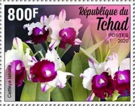 Cattleya labiata