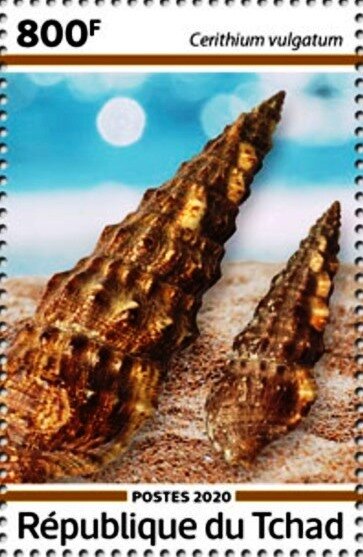Cerithium vulgatum