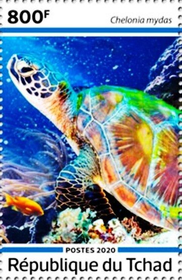Chelonia mydas