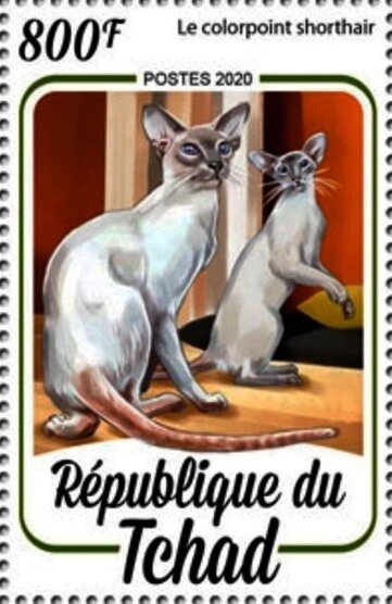 Colorpoint Shorthair