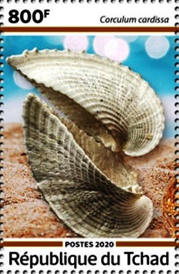 Corculum cardissa