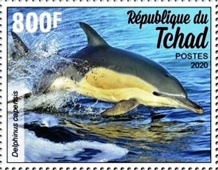 Delphinus capensis;