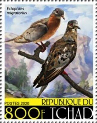 Ectopistes migratorius