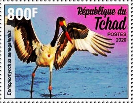 Ephippiorhynchus senegalensis