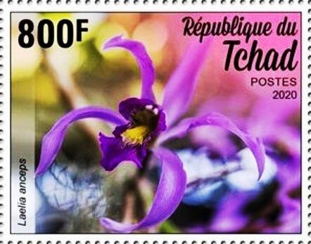 Laelia anceps