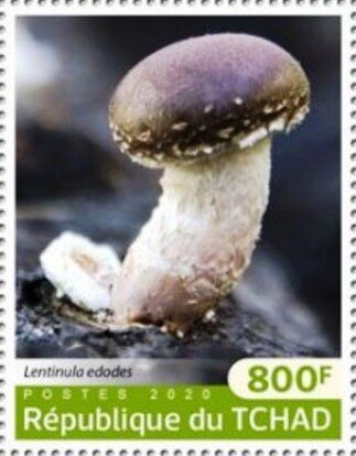 Lentinula edodes
