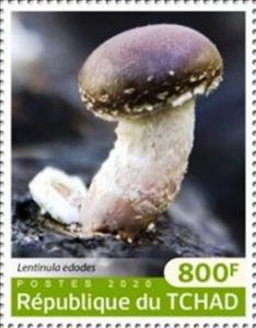 Stamp, Lentinula edodes, Chad,  , Mushrooms