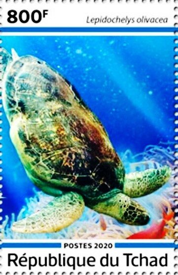 Lepidochelys olivacea