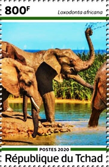 Loxodonta africana