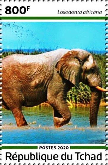 Loxodonta africana
