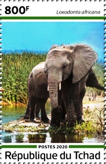 Loxodonta africana